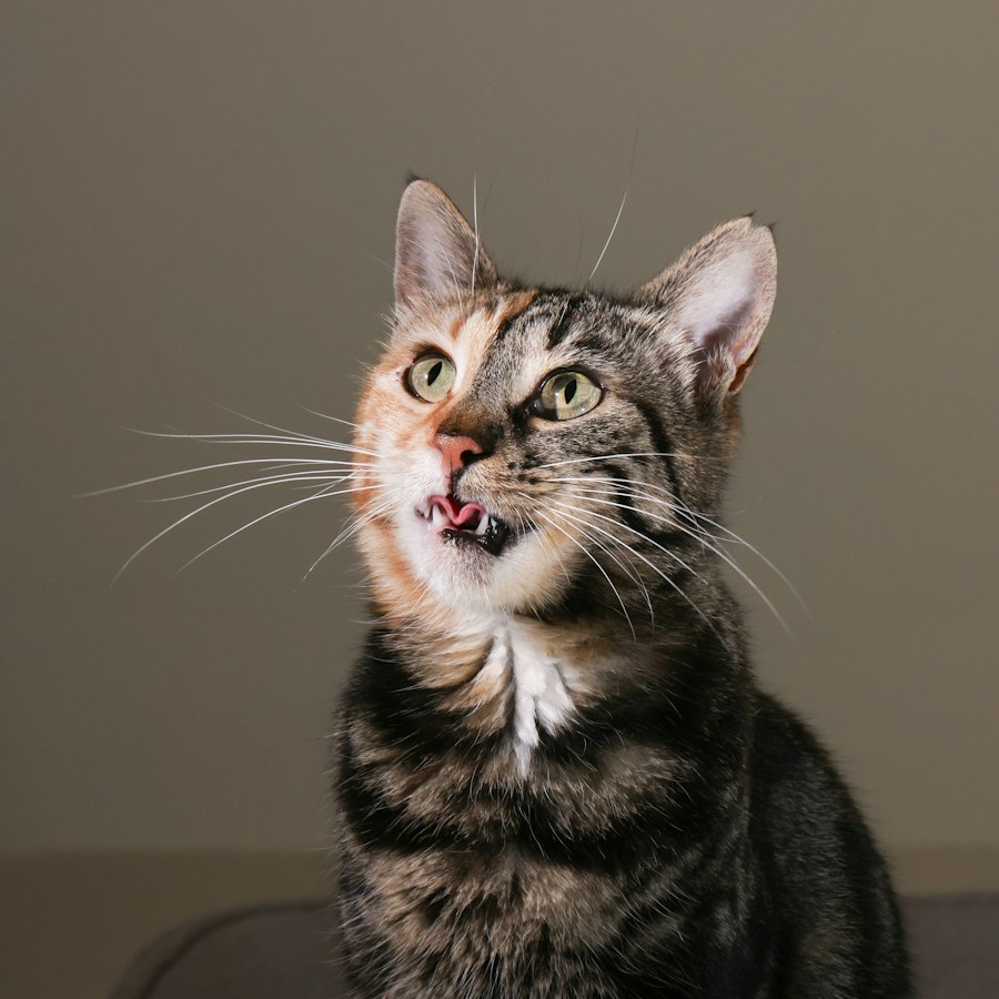 Картинка для юмористического мема (cat2), фото Haci